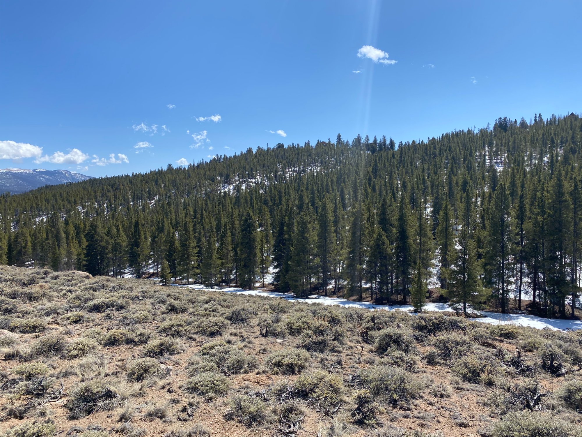Forested valley with sagebrush in Colorado mountains